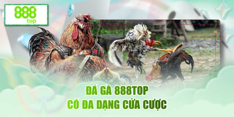 Đá gà 888top có đa dạng cửa cược